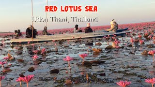 The spectacular Red Lotus Sea in Thailand #10