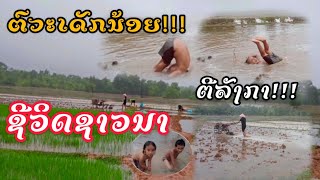 ພັນເຂົ້າປູກທີ່ປະເທດລາວໃຊ້(พันธุ์เข้าปูกที่ประเทศลาวใช้)👩‍🌾🌾🇱🇦