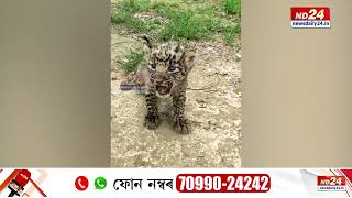 ডিব্ৰুগড়ৰ মাইজান চাহ বাগিচাত নাহৰফুটুকীৰ বিচৰণ