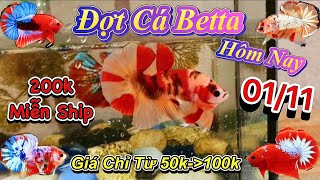 ❤01/11/2024_Đợt Cá Đầu Tháng Siêu Xịn Siêu Rẻ Chỉ Từ 50k,Form Gấu,Màu Đẹp,Tuyển Lựa❤