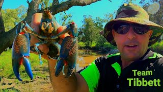 Aussie Outback Creek HUGE YABBIES ( Crawfish, Crawdad Catch Clean Cook Beef\u0026Reef??)