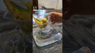 水浴び最高セキセイインコ　#budgerigar #インコ #水浴び