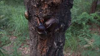 クワガタ採集 　 早朝の樹液場を探索