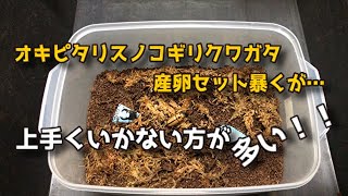 【オキピタリスノコギリクワガタ】産卵セット失敗した？【ぴぴんap】