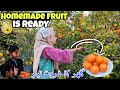 Homemade Fruit is Ready | گھر کا فروٹ تیار | Kv Family |