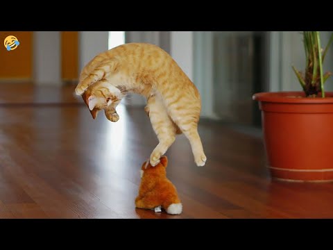 FUNNY CATS, DOGS, BIRDS and other ANIMALS New Funniest Animals Videos