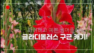 화려하고 예쁜 글라디올러스 구근 캐기/아름다운 썸머 플라워~#여름에 피는 꽃 구근#행복한 민들정원농장