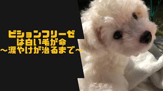 【涙やけケア】真っ白な毛を守るために頑張るビションフリーゼのいっぺー