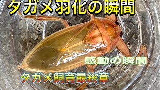 ［我が家の昆虫日記］タガメの羽化