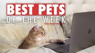 Best Pets of the Week