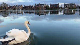 Mute Swan parents share a peaceful moment on a beautiful still night