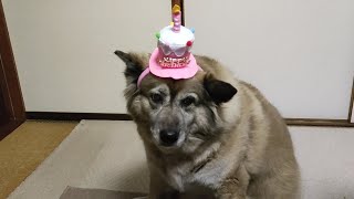 おめでとう！犬のムーちゃん１０歳の誕生日を迎えました　～あたしはまだまだ元気よ～