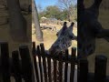 Giraffe feeding!