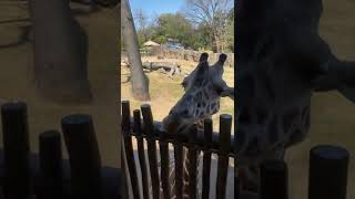 Giraffe feeding!