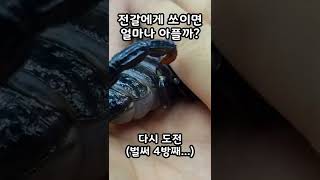 전갈에게 물리면 얼마나 아플까? #shorts