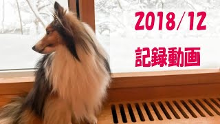 かわいいシェルティ　記録動画