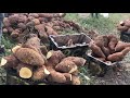 jamaica is now yam capital of the world jamaican trelawny yam is the best in the world