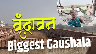 😳Biggest Gaushala in Vrindavan 😍 | Vrindavan Vlog | Mero Vrindavan