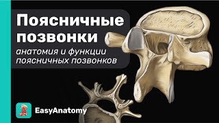 Анатомия поясничных позвонков. Особенности строения | Easy Anatomy