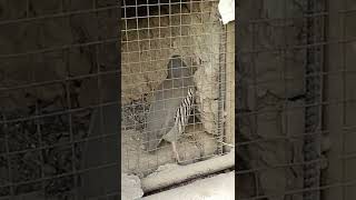 Красивый Голос КУРОПАТКИ || Chukar Partridge Male CALL|| MUHTEŞEM KEKLIK SESI #keklik#кабк#куропатка