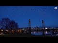 a murder of crows flies over waterfront park in downtown portland.