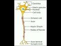 Nerve cell Diagram || Neuron system | Crucial‍ role in our body