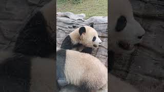 辰辰和哥哥rua到沟里，这大脸盘子太帅了！ #panda #大熊貓