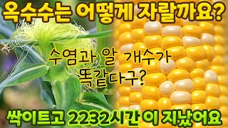 옥수수는 어떻게 자랄까요?🌽 | 옥수수 성장 과정 | 초당 옥수수는 왜 달달할까? | 옥수수 수염 개수와 알의 개수가 같다??