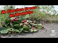 A Cactus Grows in Brooklyn