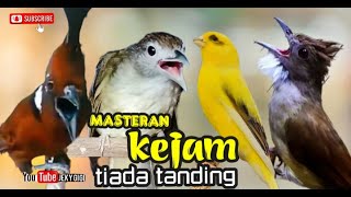 MASTERAN KEJAM TIADA TANDING kasar panjang cililin - katem - kenari - jenggot