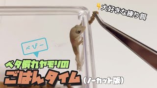 【ニホンヤモリ】人工餌が大好きなヤモリベビー【ノーカット版】