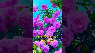 Beautiful natural Rose flowers #flowers #short_video #natural 🌷🌷🌹