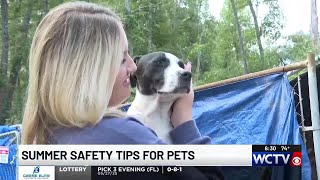 Outdoor Quincy dog rescue urges adoptions as heat risks rise for pets