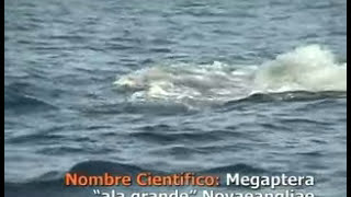 Una acróbata del mar. La ballena jorobada (2010)