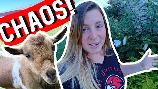 A Crazy Evening Around The Farm! 🐐🐥🌾🐔 Evening Chores Farm Vlog