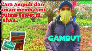 Cara ampuh dan aman membasmi gulma sawet di lahan gambut#