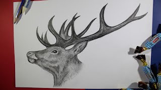 How to Draw a Realistic Deer Head- Pencil Drawing Step by Step