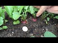 harvesting radishes