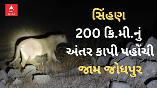 Gir Lion In Jam Jodhpur | 150 વર્ષમાં પહેલીવાર સિંહણ 200 કિ.મી.નું અંતર કાપી પહોંચી જામ જોધપુર