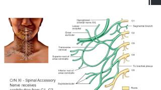 Cervical and Brachial Plexuses www.ezqmeceu.com