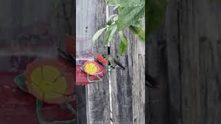 Urban Hummingbird | Feeding in da rain #shortvideo #like #subscribe