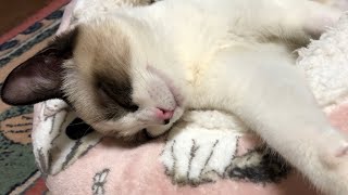 ようやくエリザベスカラーが外れた子猫【子猫にトラブル発生⑨】/kitten movie