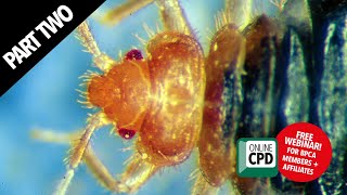 WEBINAR: Inspection and control of bed bugs