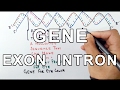 What is a GENE ? A Molecular Approach
