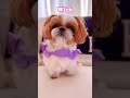 dont leave🥹❤️ shorts cute dog shihtzu doglover