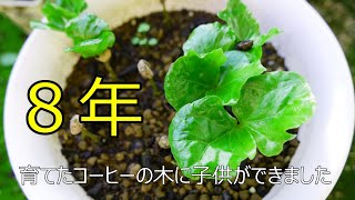 コーヒーの木を８年育てました　(´・ω・`)コーヒーの実を発芽させる方法