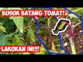 Pengendalian Busuk Batang Tomat | Tomato Pith Necrosis | Pengendalian Pseudomonas corrugata