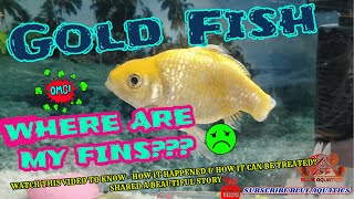 Gold Fish Fin Rot Treatment || Fish Tail Rot complete Treatment