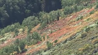 「日本一早い紅葉」一部は見ごろも… 残暑の影響で2週間ほど遅れ 大雪山系の山々 9月末が見ごろか (23/09/22 19:00)