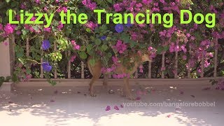 Lizzy The Bougainvillea Trancing Dog